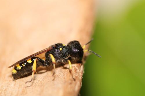 Réf. 306 209 : Ectemnius continuus punctatus
